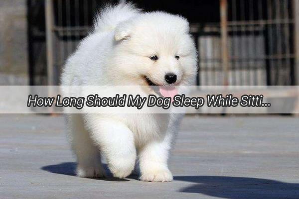 How Long Should My Dog Sleep While Sitting Discover the Secrets to a Cozy Nap